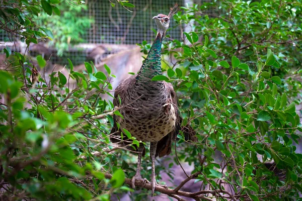 Portrait of peacock in nature — Stock Photo, Image