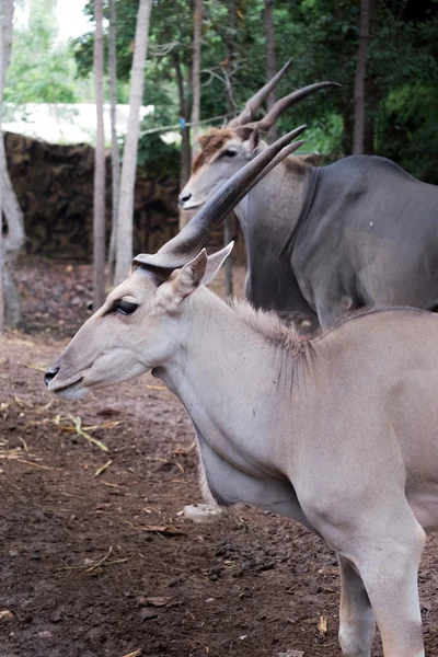 Większe kudu stojący zewnątrz — Zdjęcie stockowe