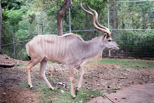 Większe kudu stojący zewnątrz — Zdjęcie stockowe