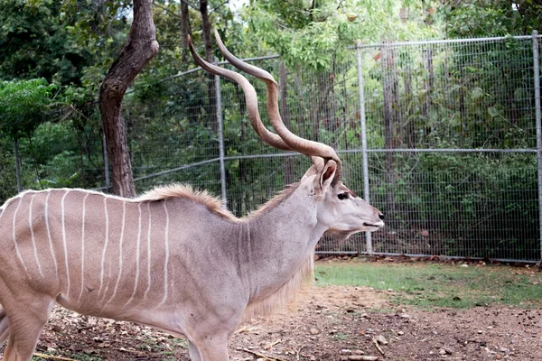 Kudu velký stojící venkovní — Stock fotografie