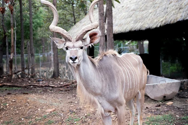 Większe kudu stojący zewnątrz — Zdjęcie stockowe