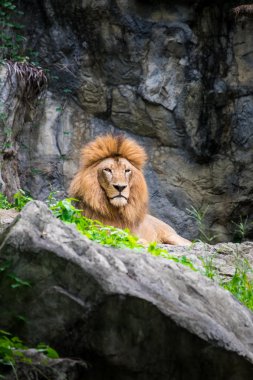 Erkek aslan kayanın üzerinde döşeme