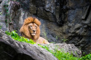 Erkek aslan kayanın üzerinde döşeme