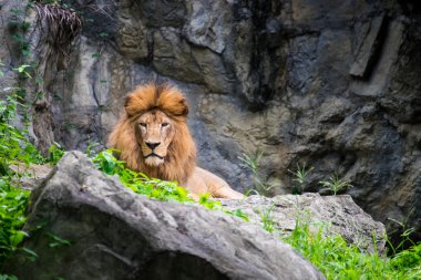 Erkek aslan kayanın üzerinde döşeme