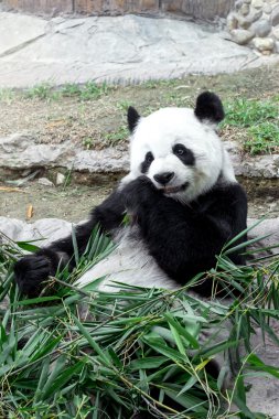 Sevimli panda bambu yemek