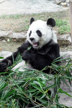 Sevimli panda bambu yemek