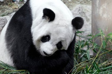 Sevimli panda bambu yemek