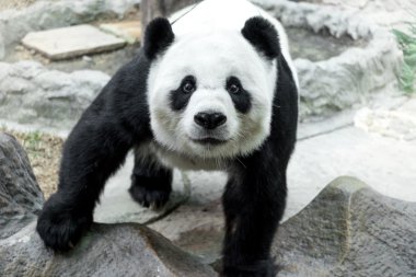 Sevimli panda duran kaya