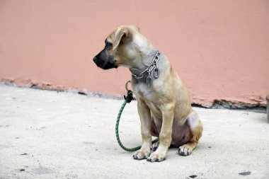 Tek başına oturmak sevimli köpek yavrusu