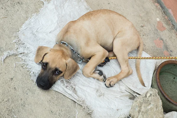 Cane senzatetto sdraiato a terra — Foto Stock