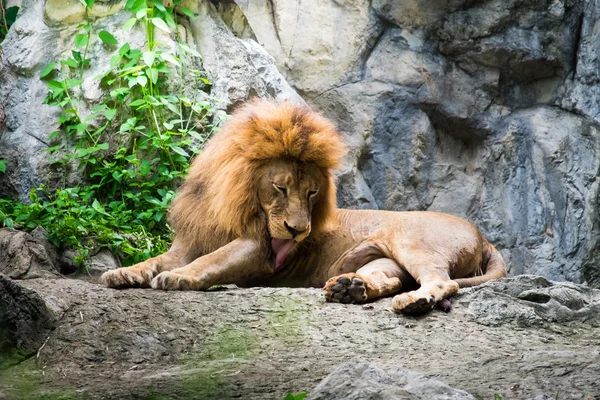 Male lion laying on the rock — Stock Photo, Image