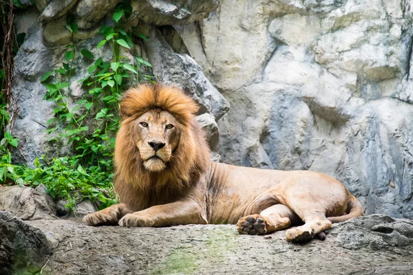 Leão macho deitado na rocha — Fotografia de Stock