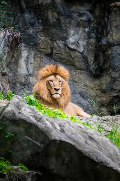 Erkek aslan kayanın üzerinde döşeme
