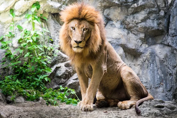 Male lion laying on the rock — Stock Photo, Image