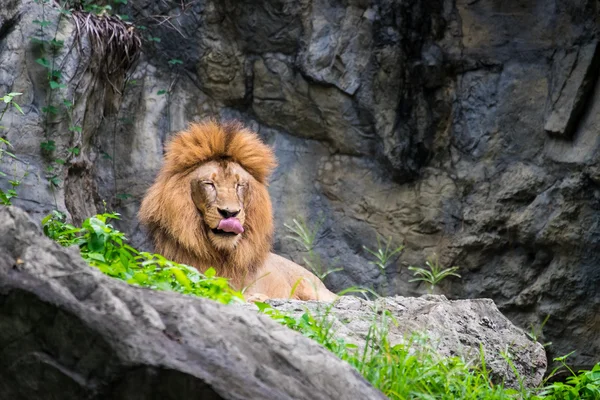 Мужской лев лежит на скале — стоковое фото