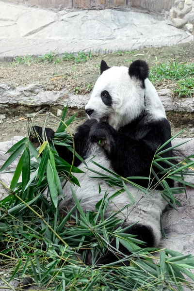 Прекрасна панда їсть бамбук — стокове фото