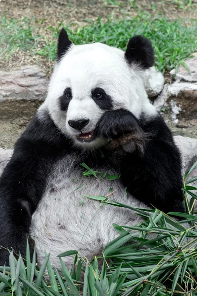 Linda panda comendo bambu — Fotografia de Stock