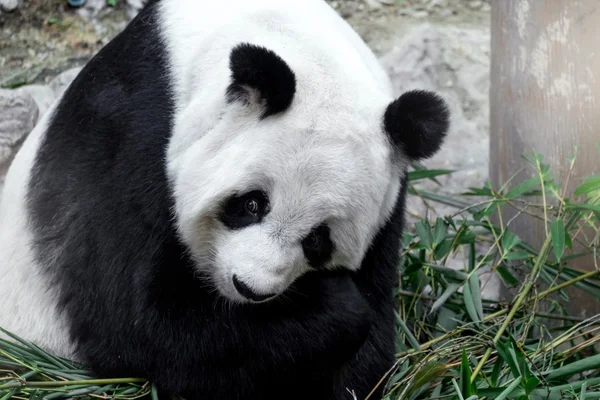 Linda panda comendo bambu — Fotografia de Stock