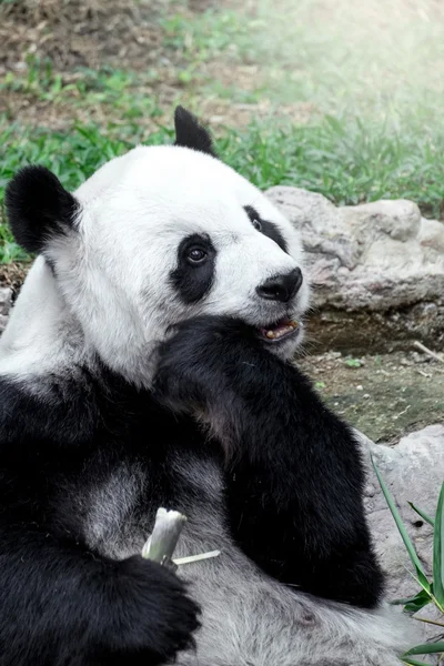 Härlig panda äter bambu — Stockfoto