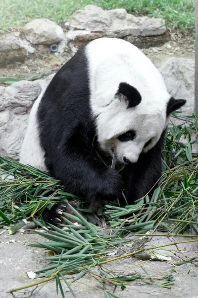 可愛いパンダが竹を食べる — ストック写真