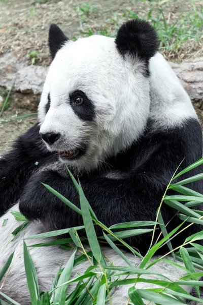 可爱的熊猫吃竹子 — 图库照片
