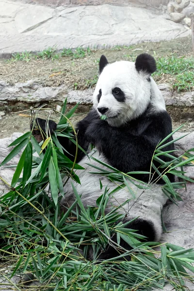可爱的熊猫吃竹子 — 图库照片