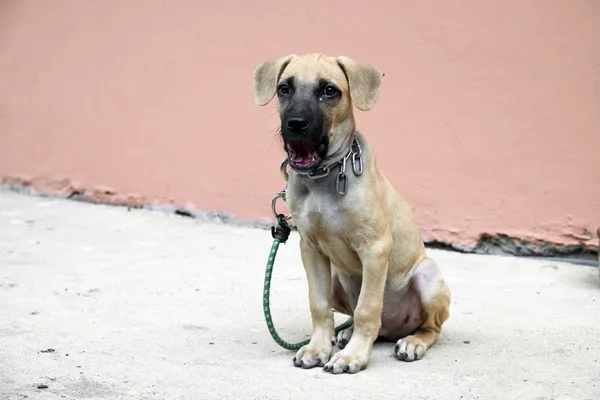 Lovely puppy sitting alone — Stock Photo, Image