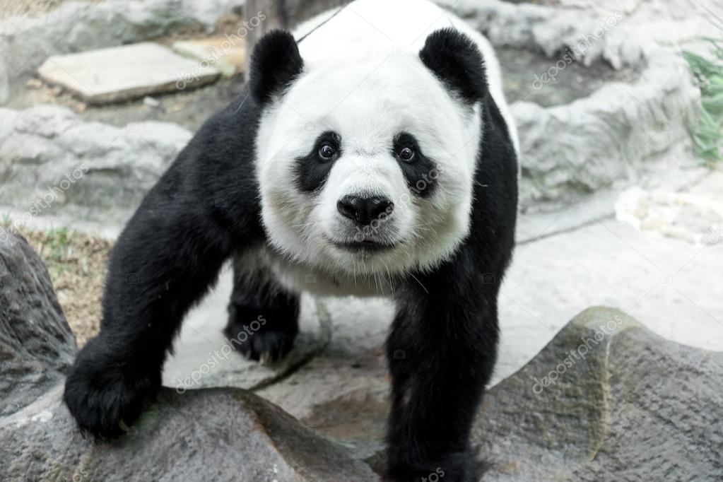 Lovely panda standing on the rock