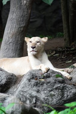 Kayanın üzerinde yatan kadın beyaz aslan