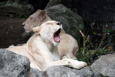 Kayanın üzerinde yatan kadın beyaz aslan