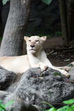 Kayanın üzerinde yatan kadın beyaz aslan