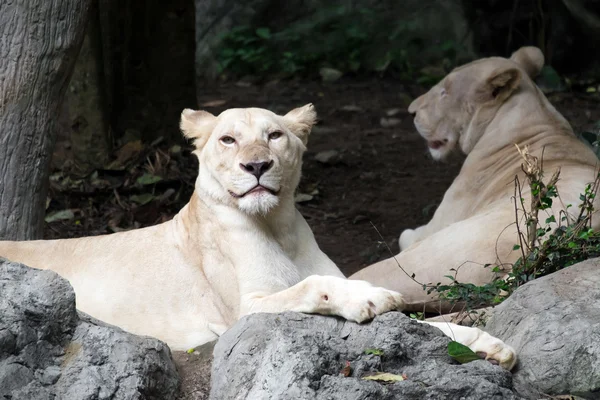 Leão branco fêmea deitado na rocha — Fotografia de Stock