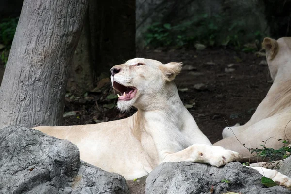 Mujer león blanco acostado en la roca —  Fotos de Stock
