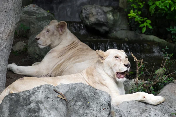 Kvinnliga vita lejon ligger på klippan — Stockfoto