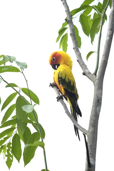 Lovely Sun Conure parrot on the branch — Stock Photo, Image