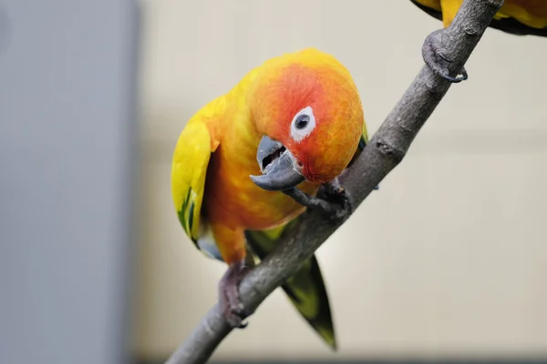 Lovely Sun Conure parrot on the branch — Stock Photo, Image