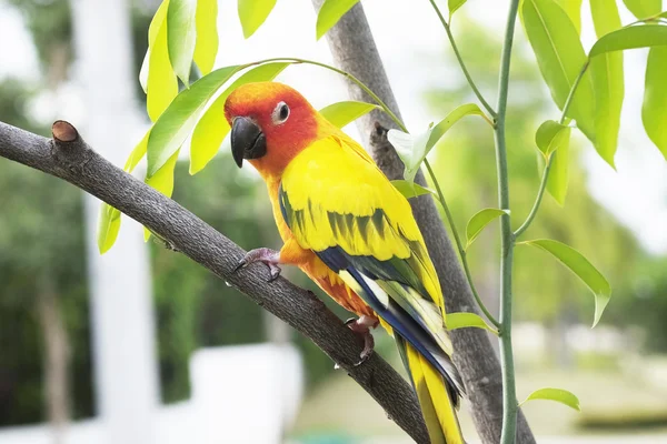 Adorável Sun Conure papagaio no ramo — Fotografia de Stock
