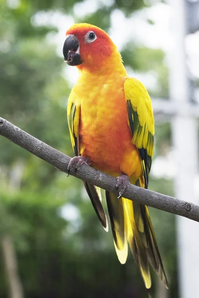 Lovely Sun Conure parrot on the branch — Stock Photo, Image