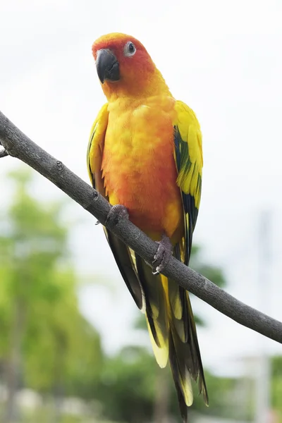 Чудесный попугай Sun Conure на ветке — стоковое фото