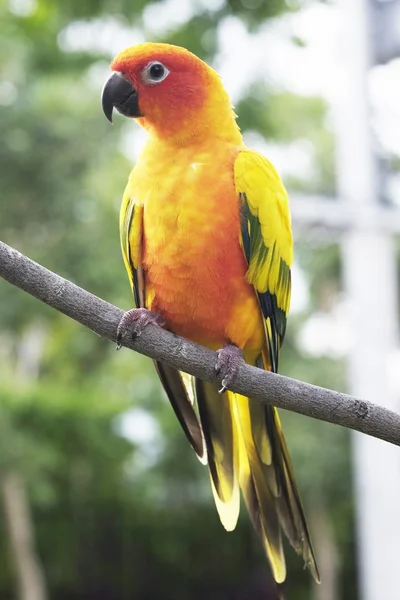 Чудесный попугай Sun Conure на ветке — стоковое фото