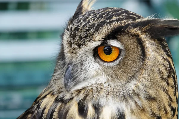 Portrait of brown owl — Stock Photo, Image