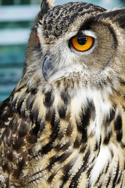 Portrait of brown owl — Stock Photo, Image