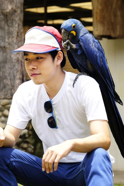 Asian man with beautiful Hyacinth macaw parrot — Stock Photo, Image