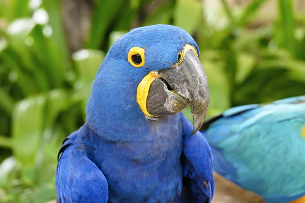 Portrait of Hyacinth Macaw Parrot