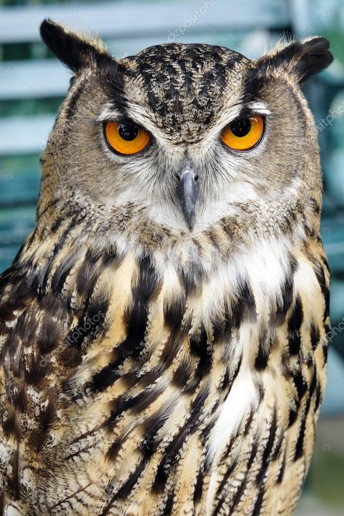 Portrait of brown owl — Stock Photo © crazybboy #81622476