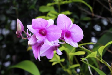 Bahçede çiçek açan güzel pembe orkide