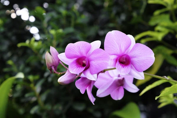 Bahçede çiçek açan güzel pembe orkide