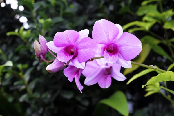 Bahçede çiçek açan güzel pembe orkide