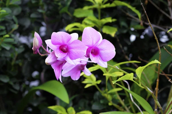 Mooie roze orchid bloeien in de tuin — Stockfoto