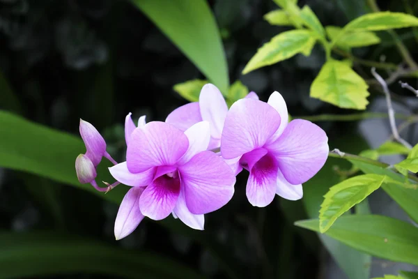 Hermosa orquídea rosa floreciendo en el jardín — Foto de Stock